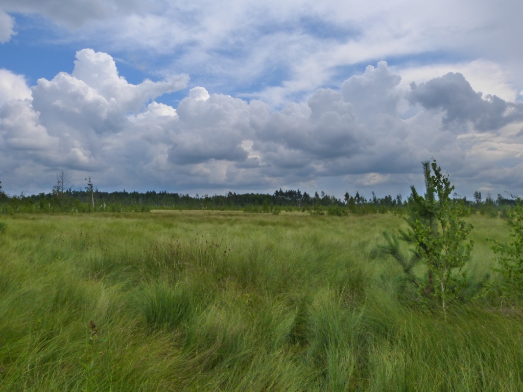 Sedge swamp